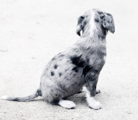 puppy